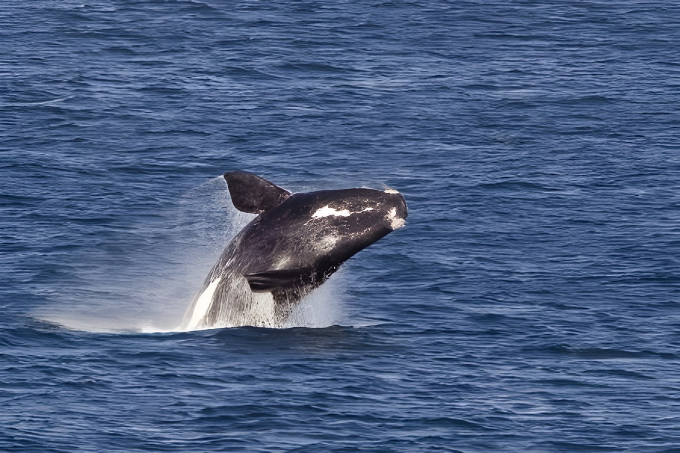 Southern right whale breaching