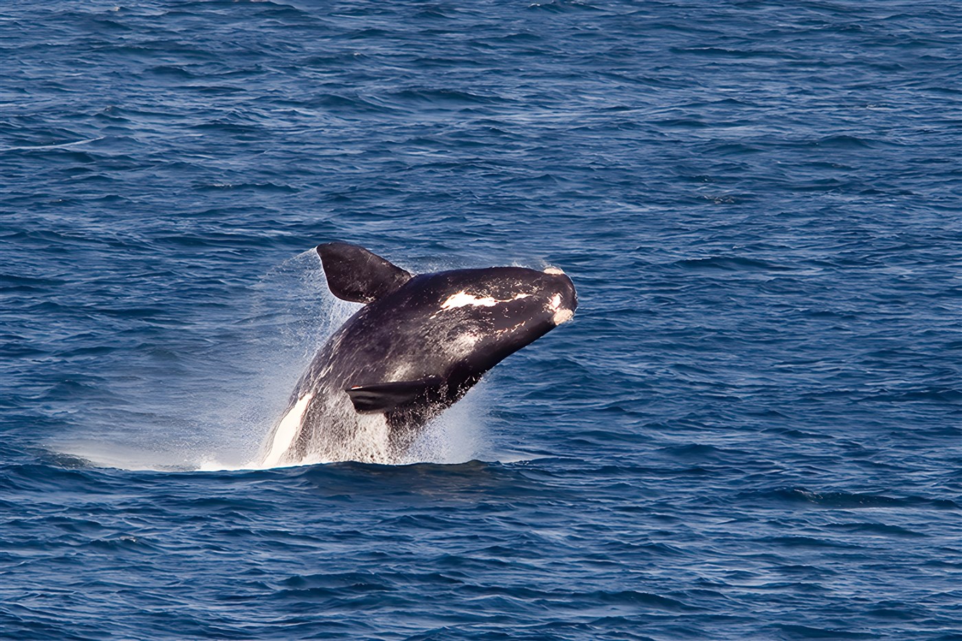 Whale watching