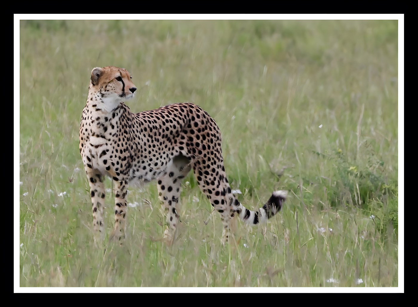 A Cheetah