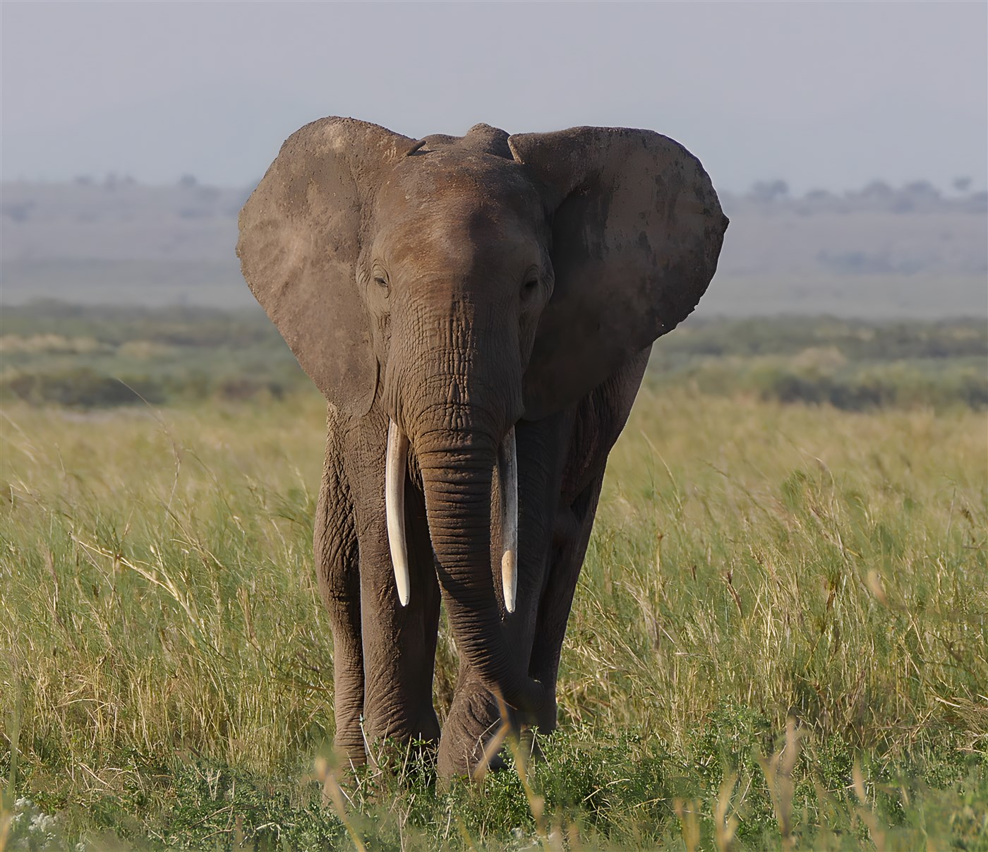 An elephant spotted during a Kenya Safari