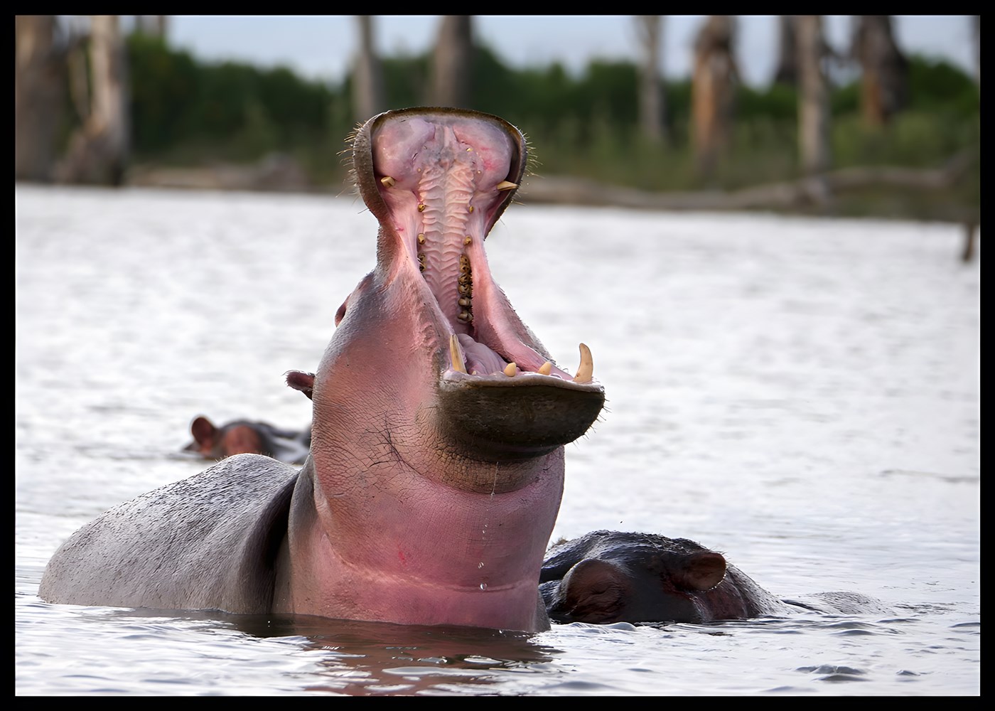 A Hippo in Lake Naivasha