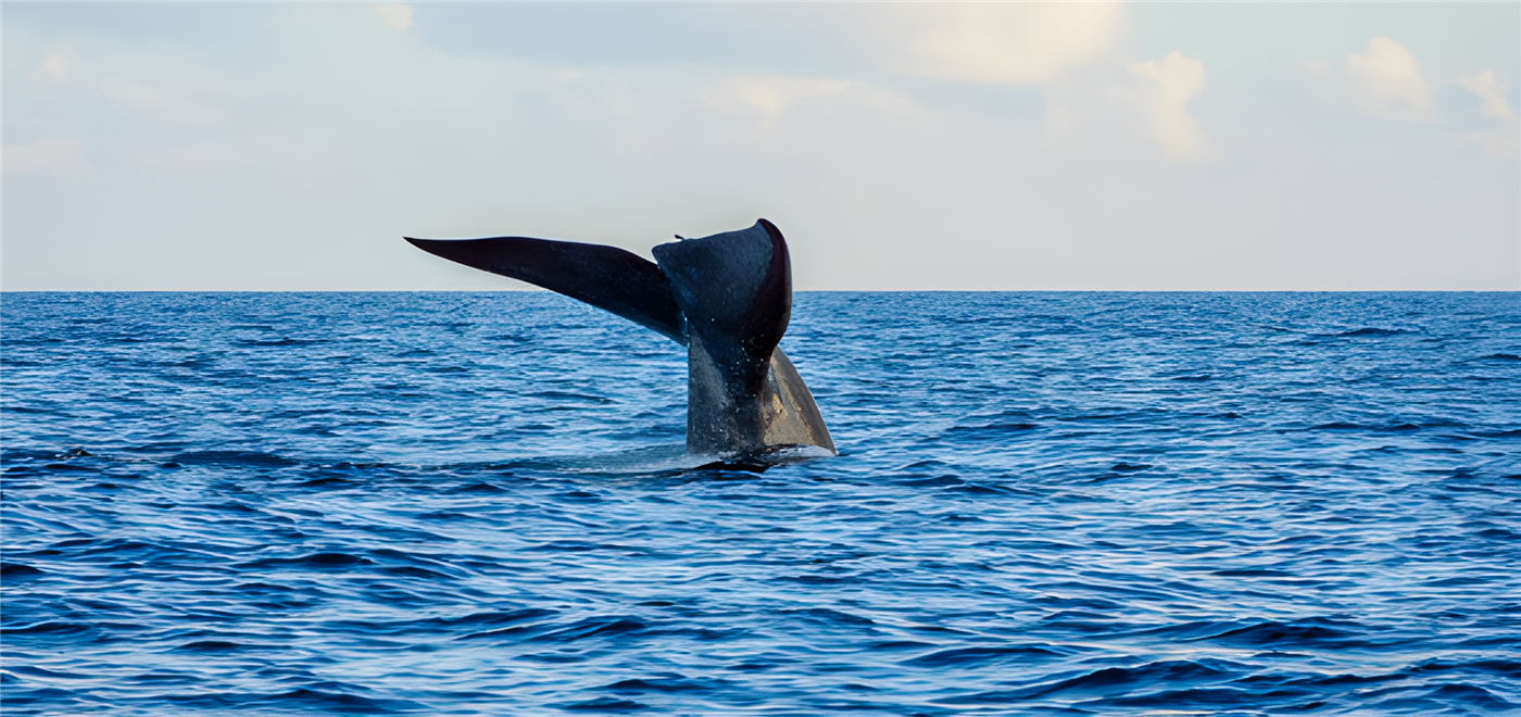 Whale tail above a blue ocean