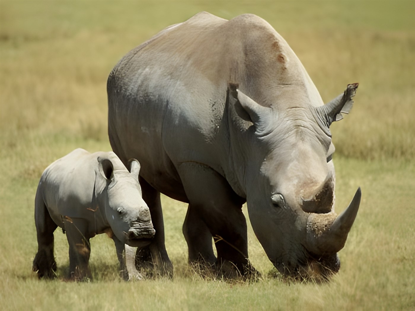 Rhino and baby rhino