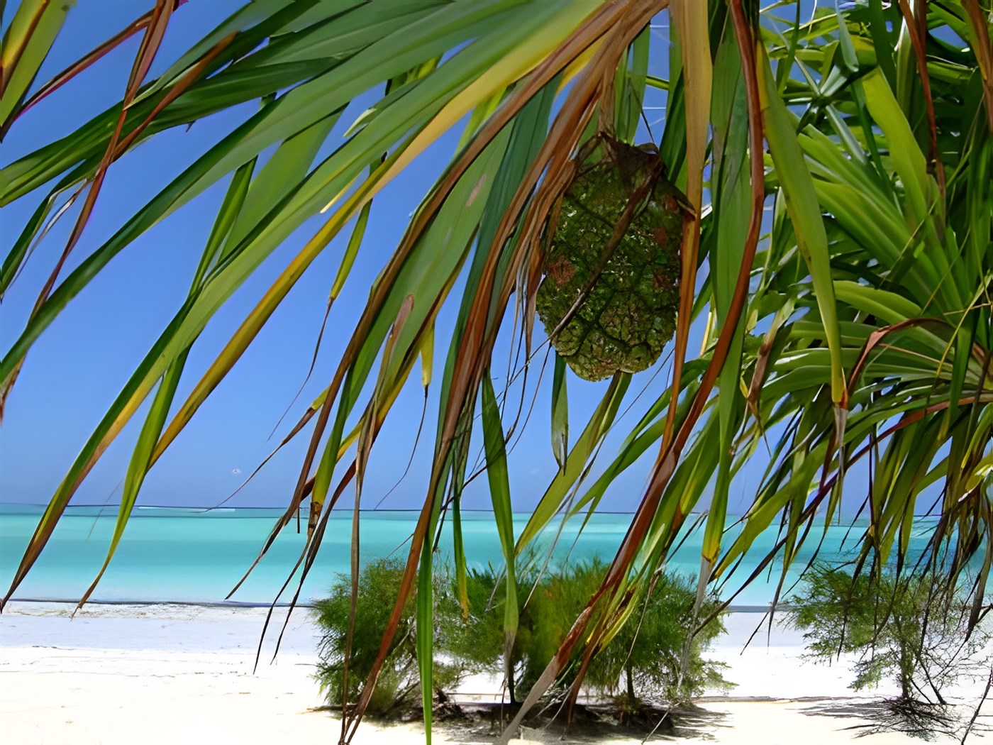 exotic fruit hanging off a tree on the beach with the sea shore in the background