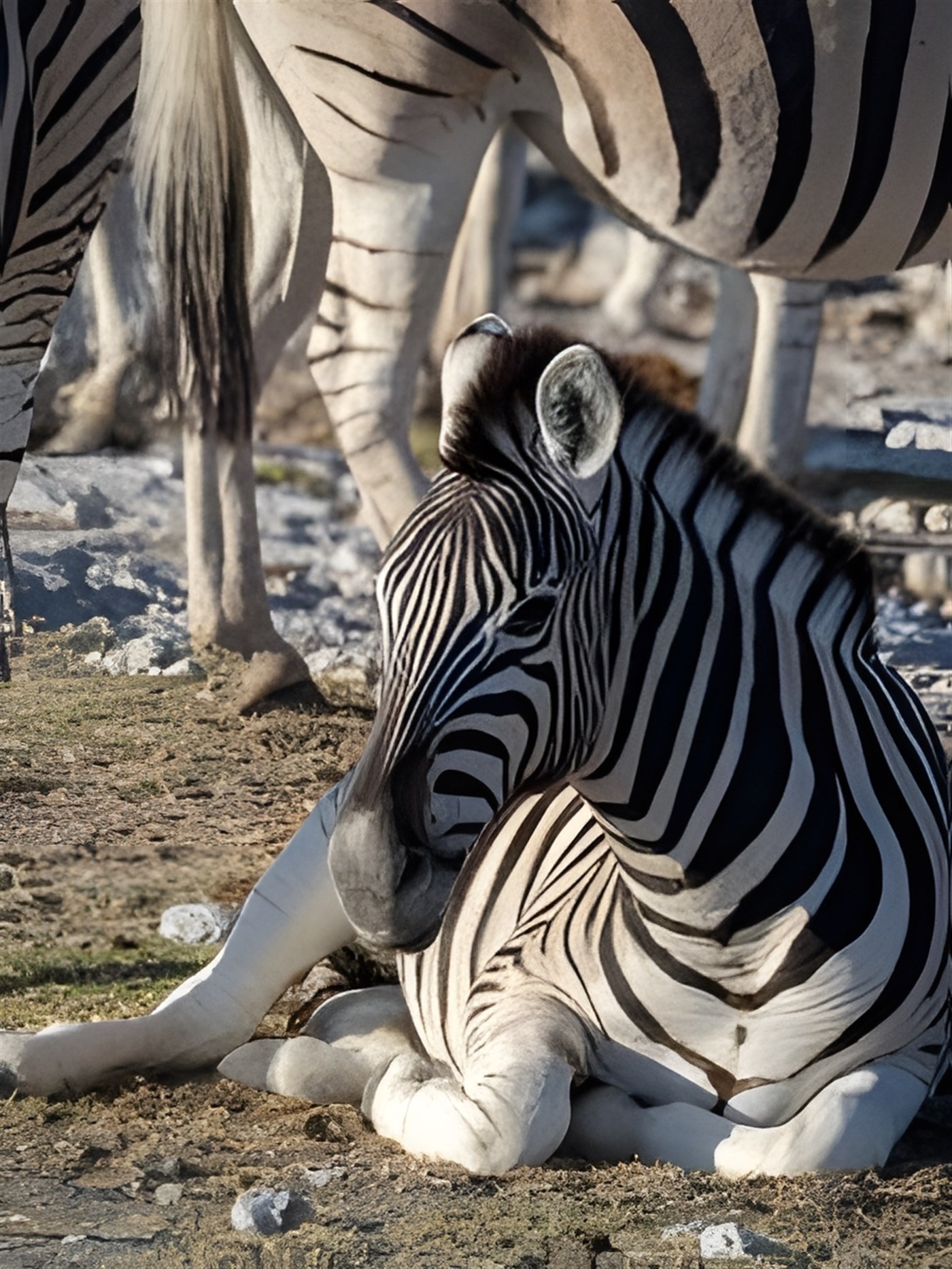 Zebra foal lying down in front of a herd of zebra
