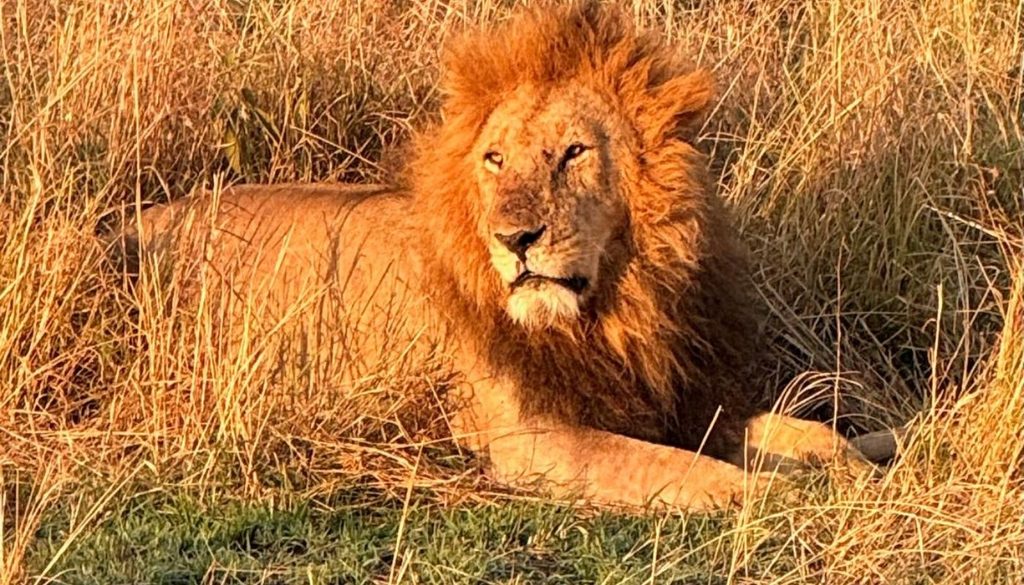 Photo of a lion in long grass taken on a family safari in Kenya in August of 2026