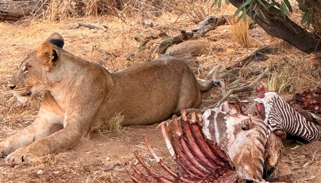 Photo of a lion that had been feeding on a zebra taken by Liza Collinge on her family safair in Kenay in August of 2026