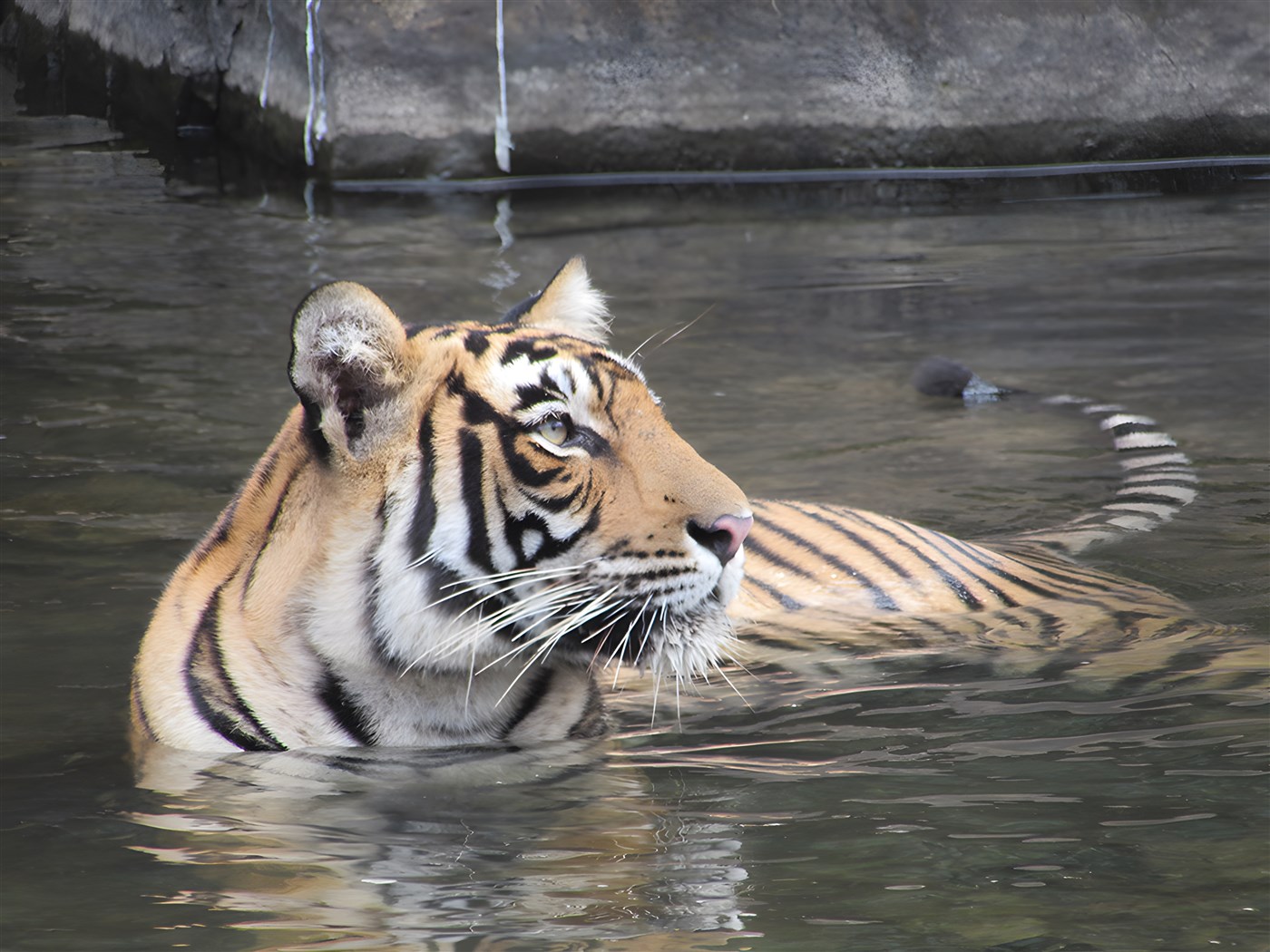 Tiger on a tour of India