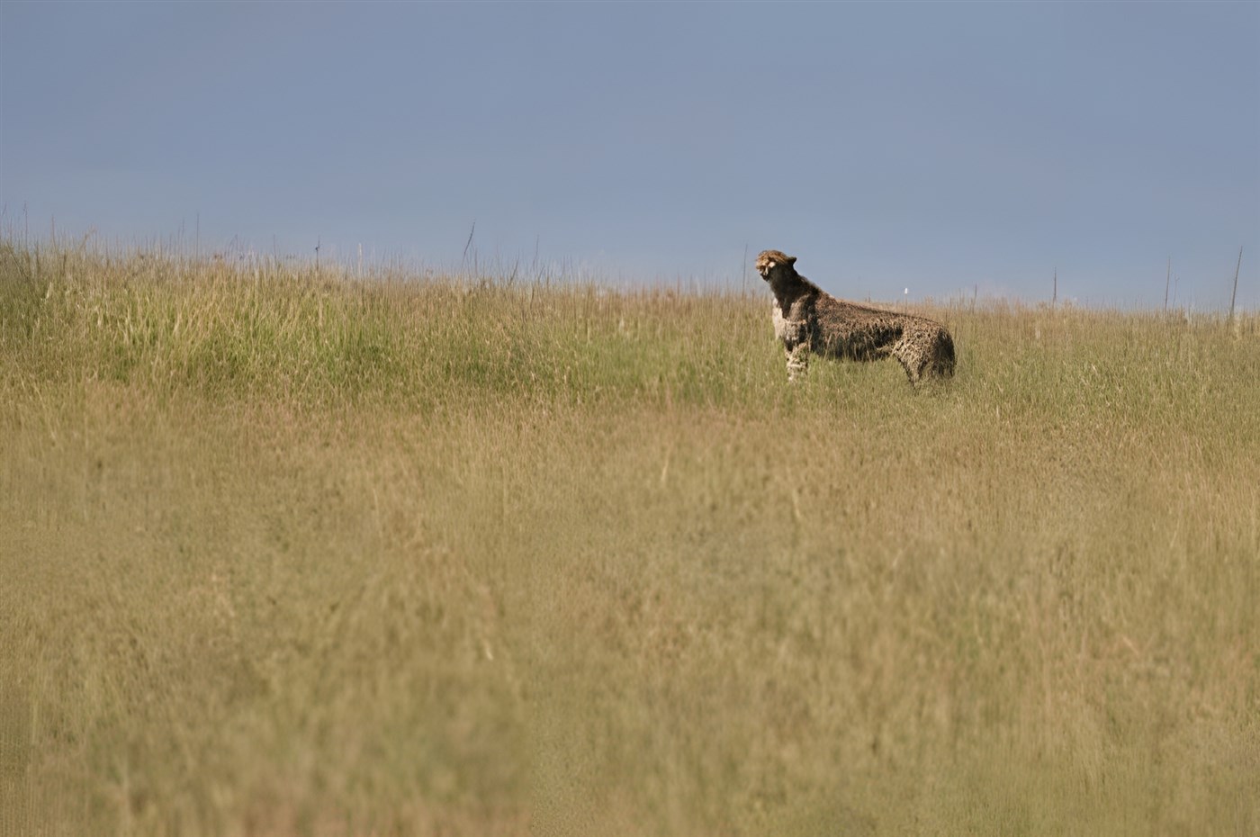 A Cheetah in the savannah