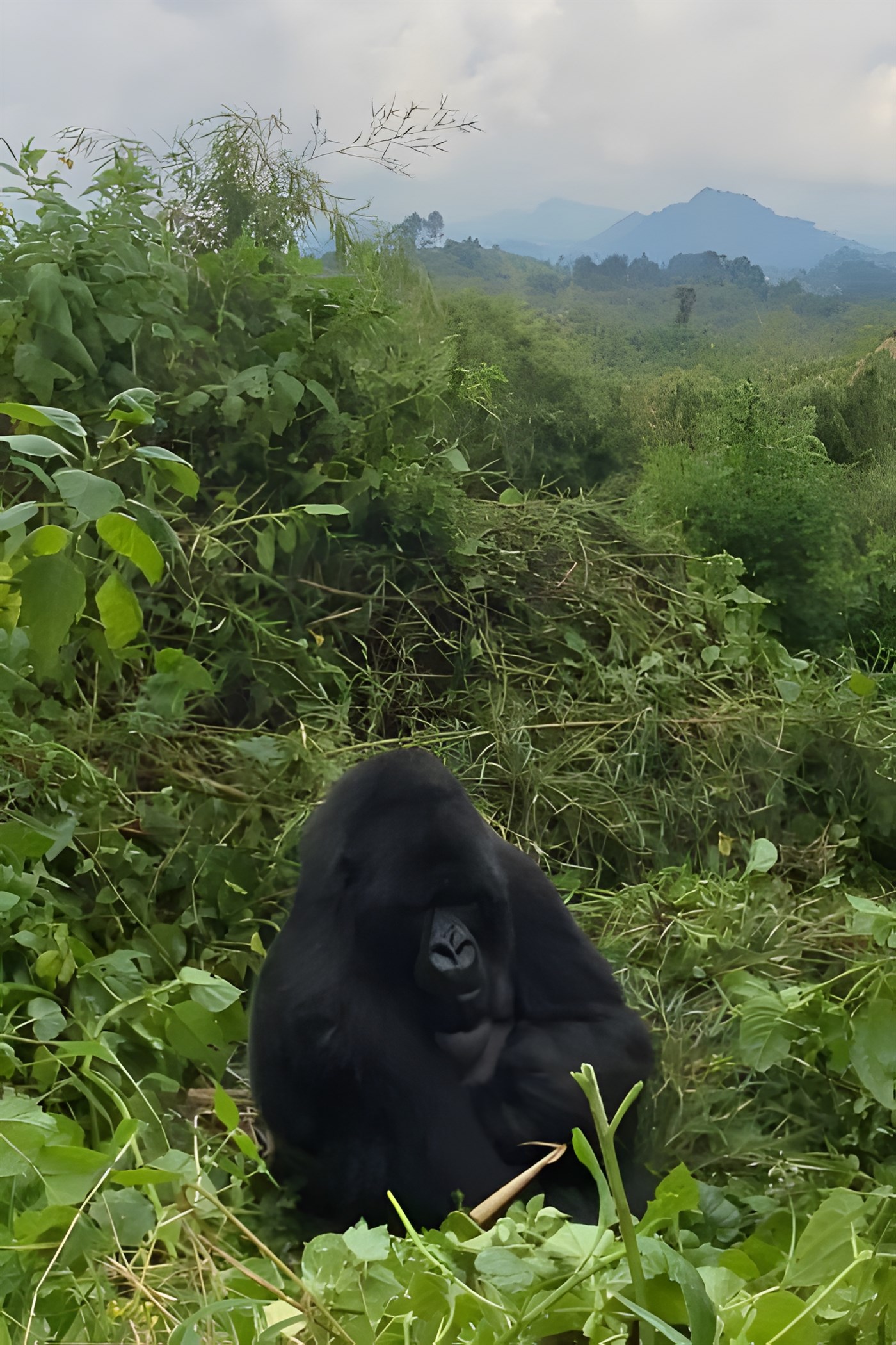 One of the great things about adventures in Rwanda is seeing the Mountain Gorilla with mountains in the background.