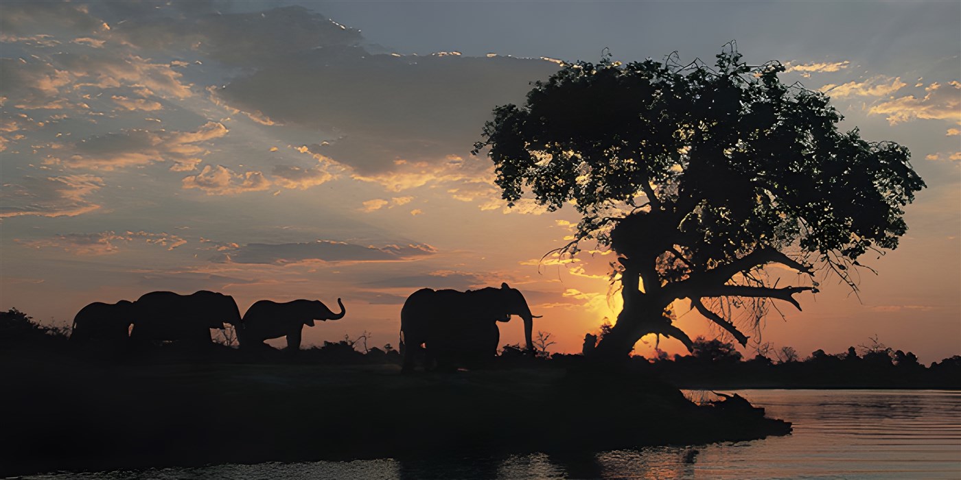 Elephants at sunset in Botswana