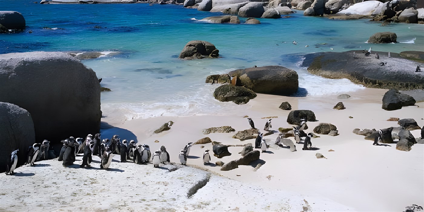 Penguins on Boulders Beach, South Africa