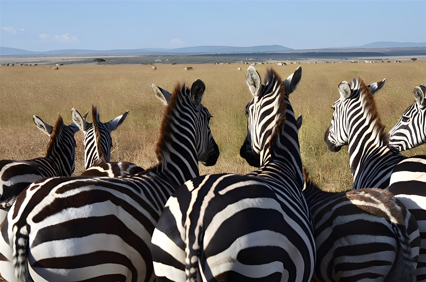 Zebras in Kenya