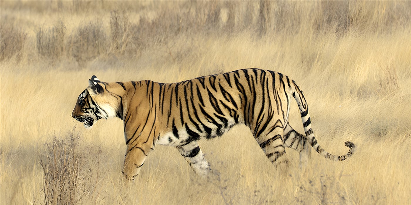 Tigers in India