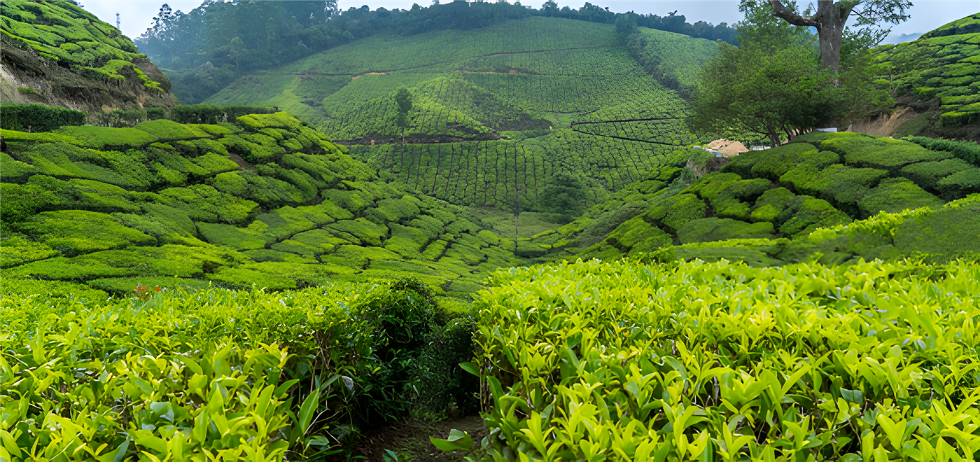 Kerala Hill Station