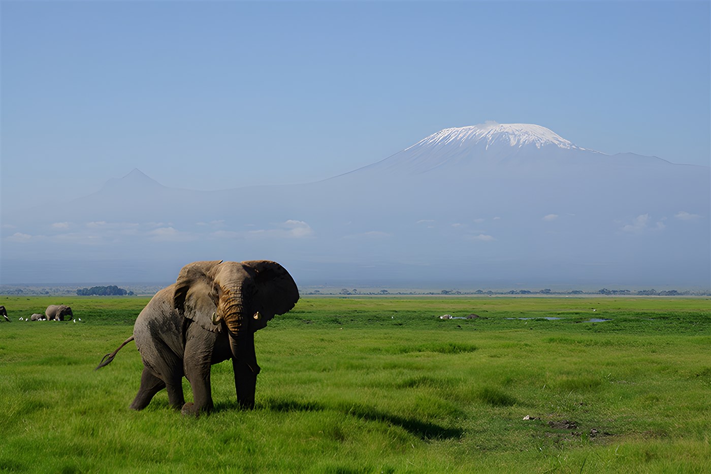 Magnificent elephant in front of Mount Kilimanjaro