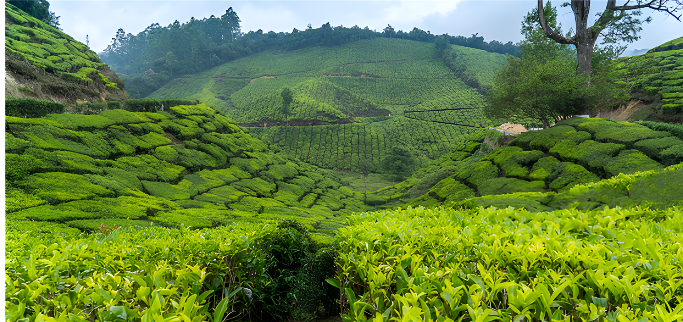 Sri Lanka Tea plantations
