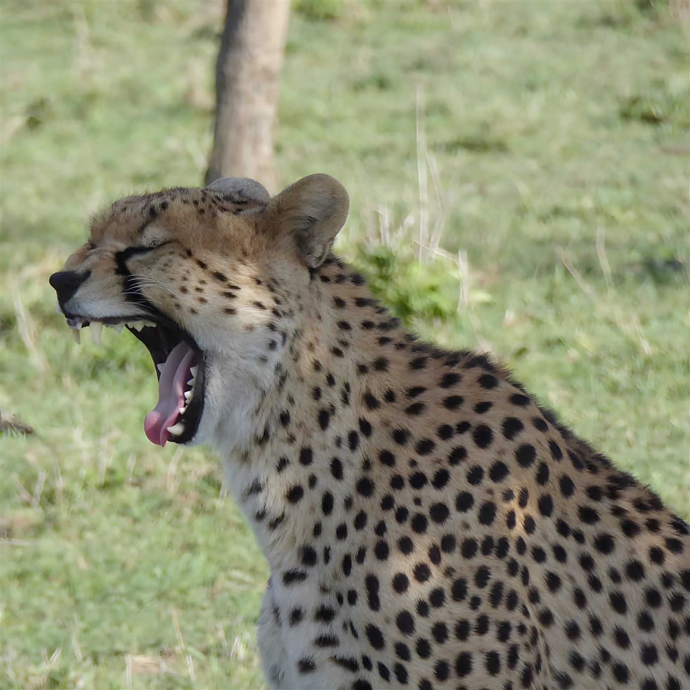 Abbie's Safari in Kenya