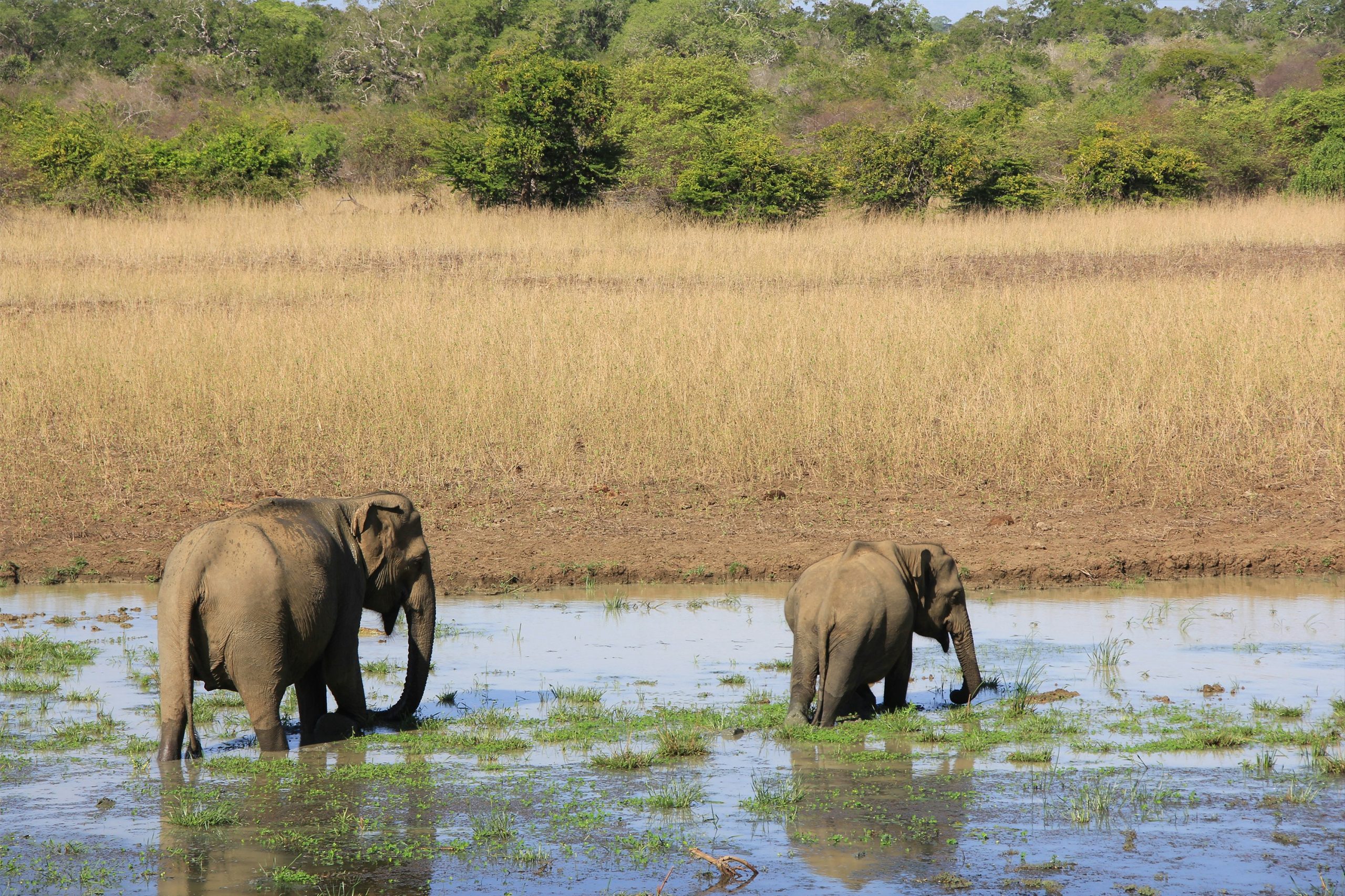 Sri Lankan Asian elephants in a wet area with grassland on the bank of the river
