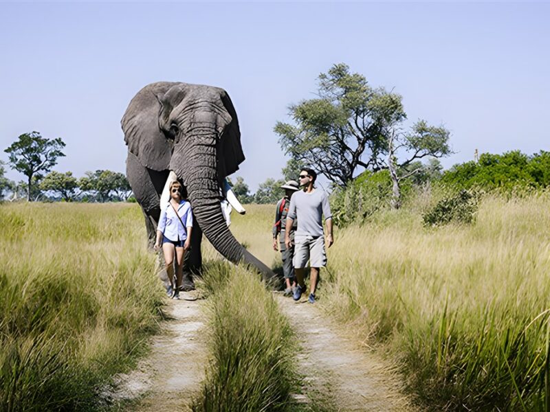 Living with elephants