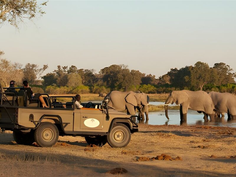 Game drive