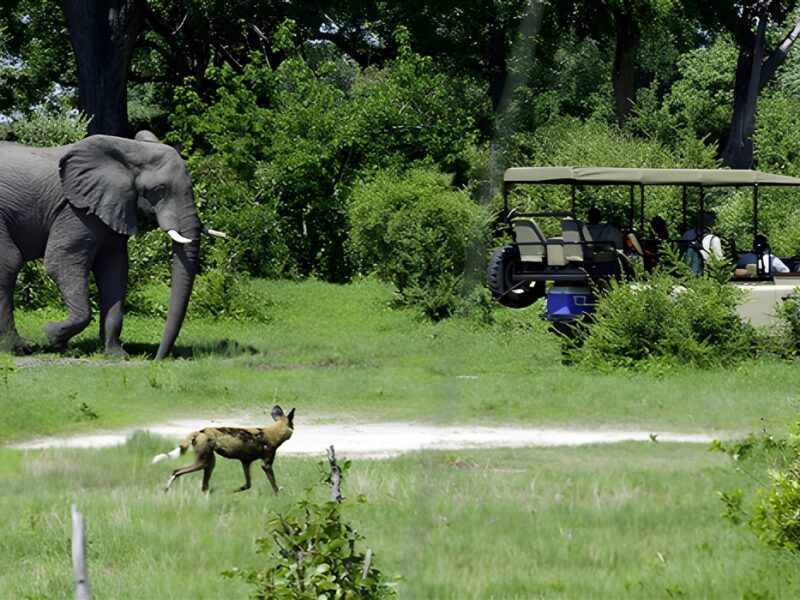 Game drive