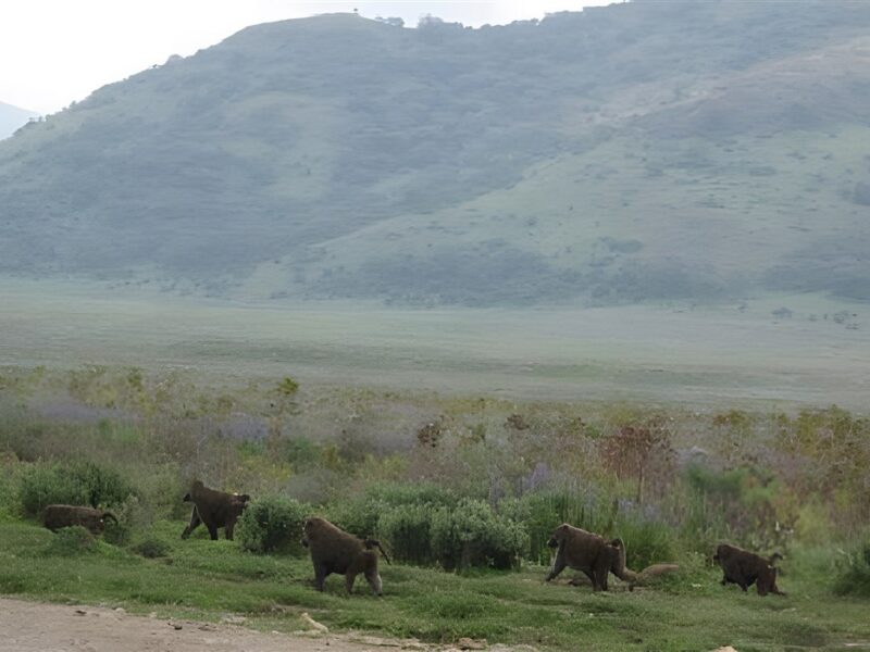 Beautiful Goba