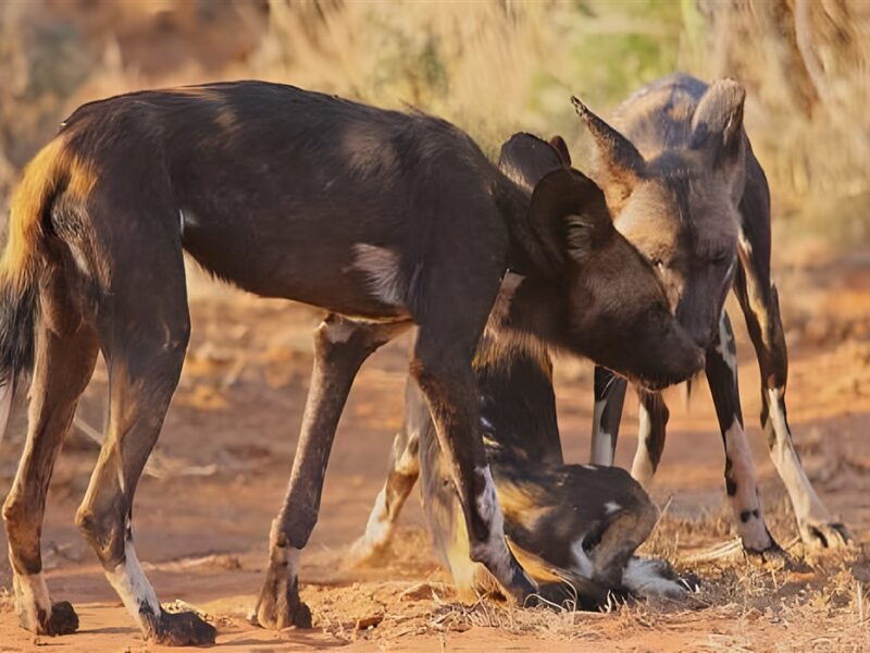 Wild dogs