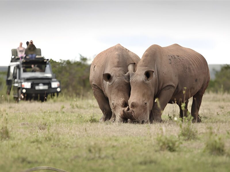 Game drive