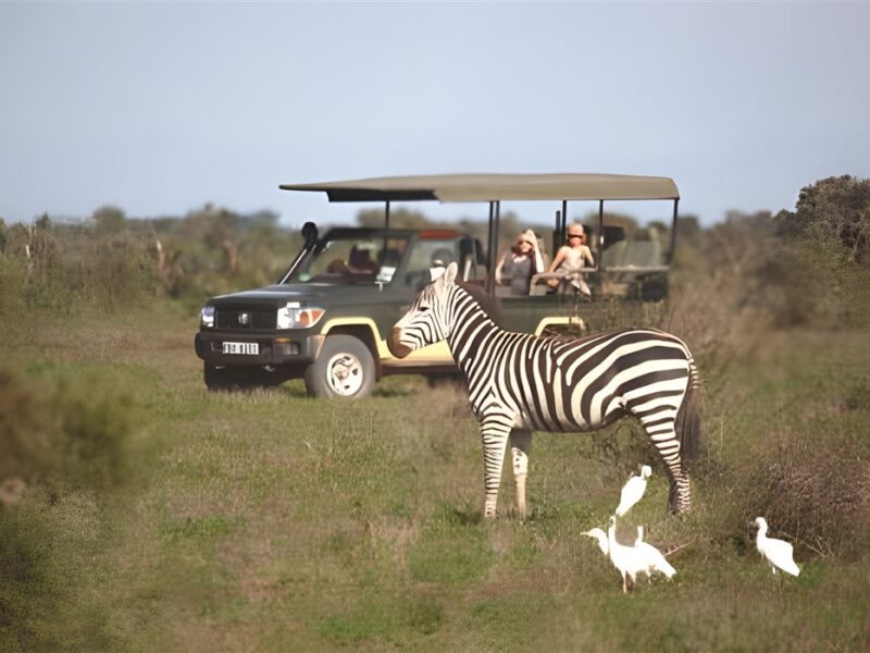 Game drive