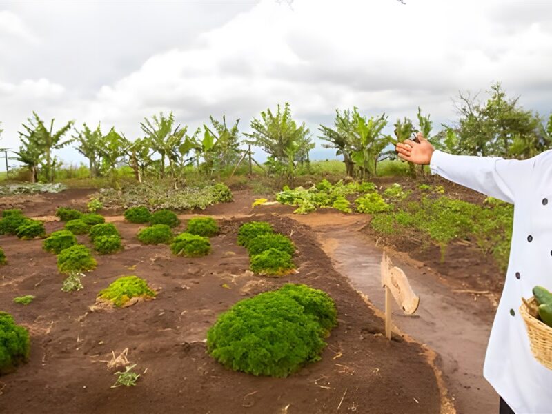 Organic garden