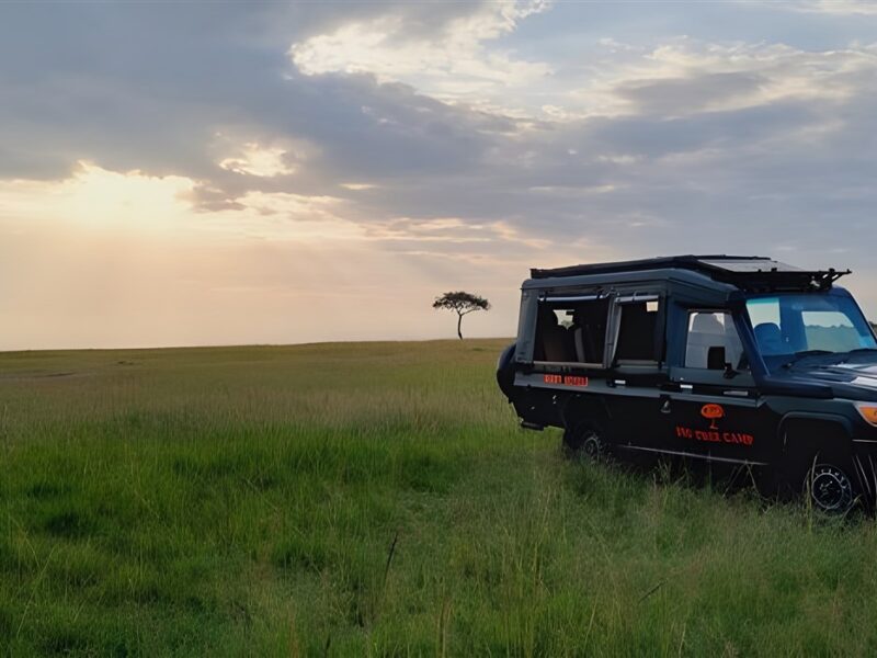 Safari drives