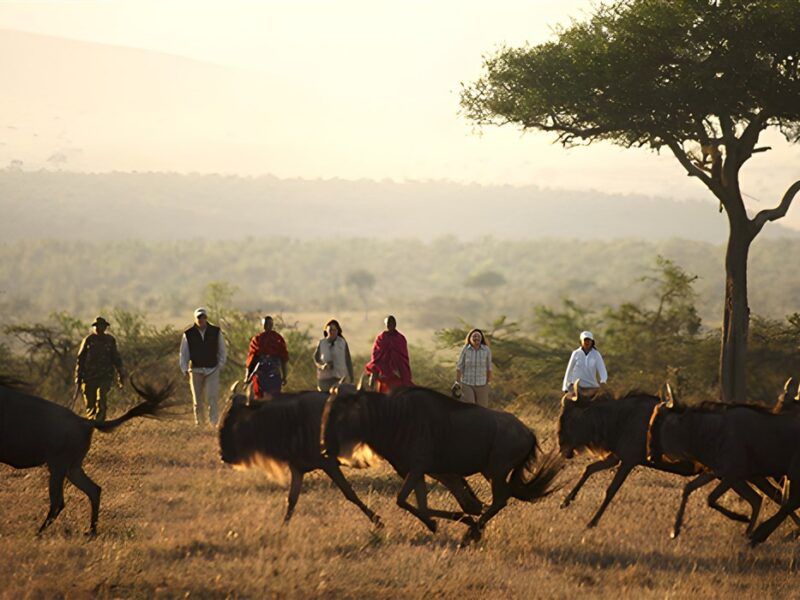 Walking safari
