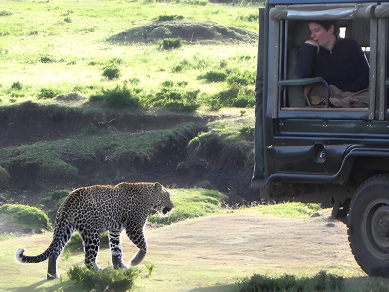 Game drive