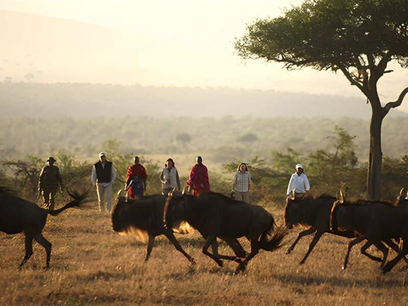 Walking safari