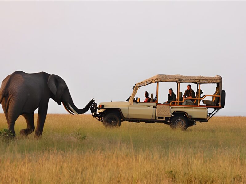 Game drive
