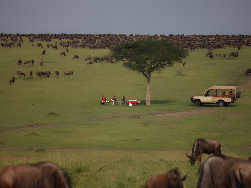Migration bush breakfast