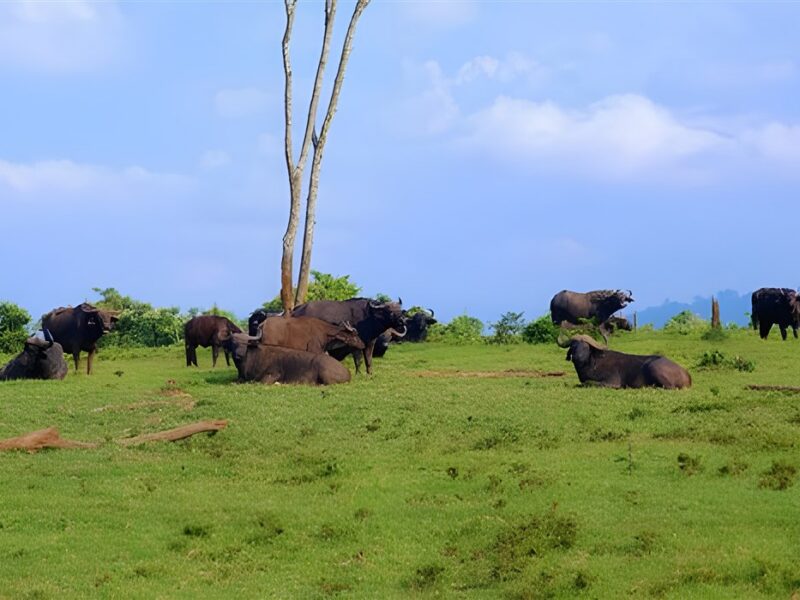 Wildlife viewing
