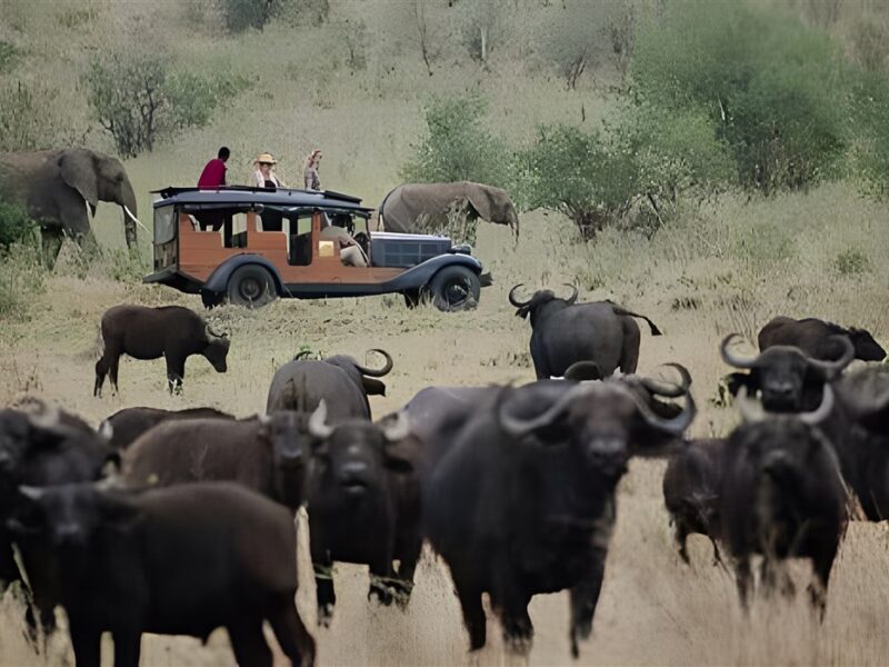Game drive