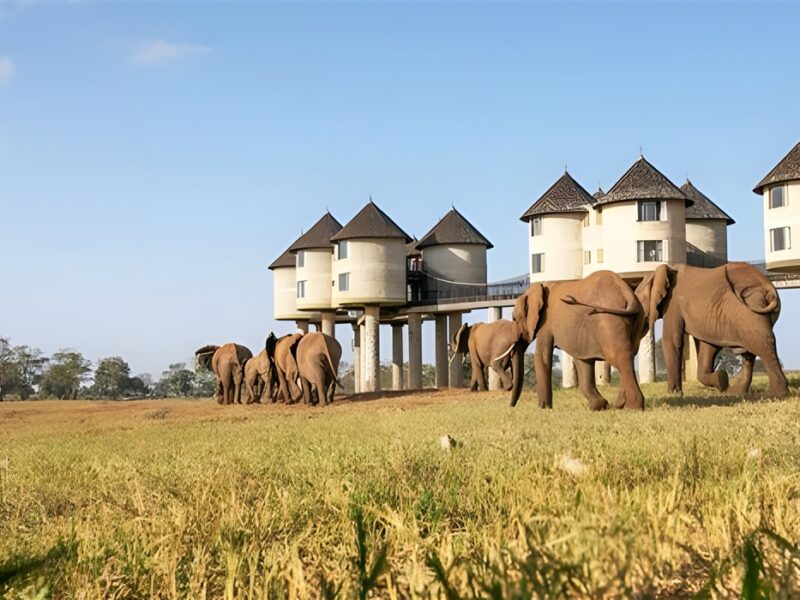 Lodge on stilts