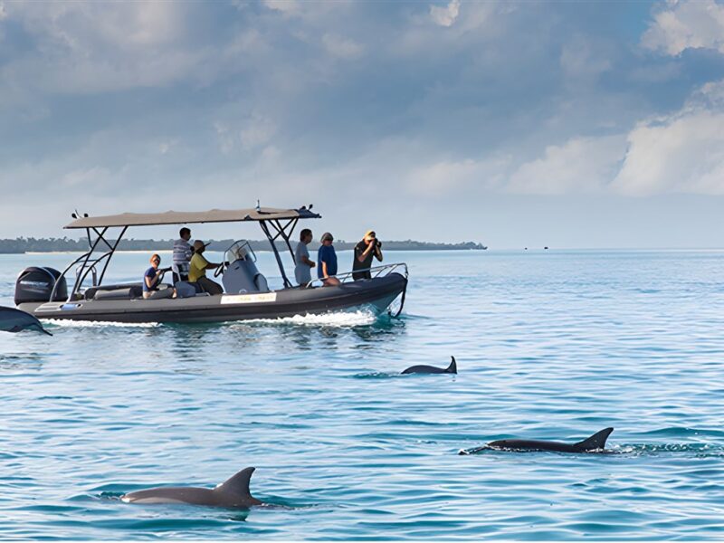 Dolphins at Fundu Lagoon