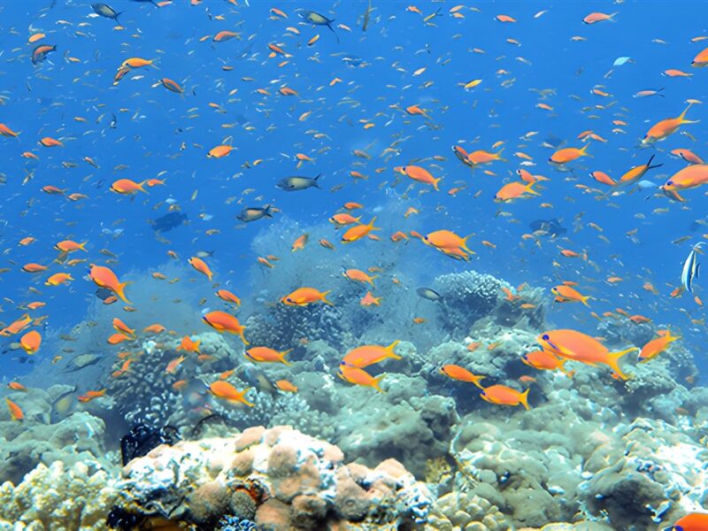 Coral reef