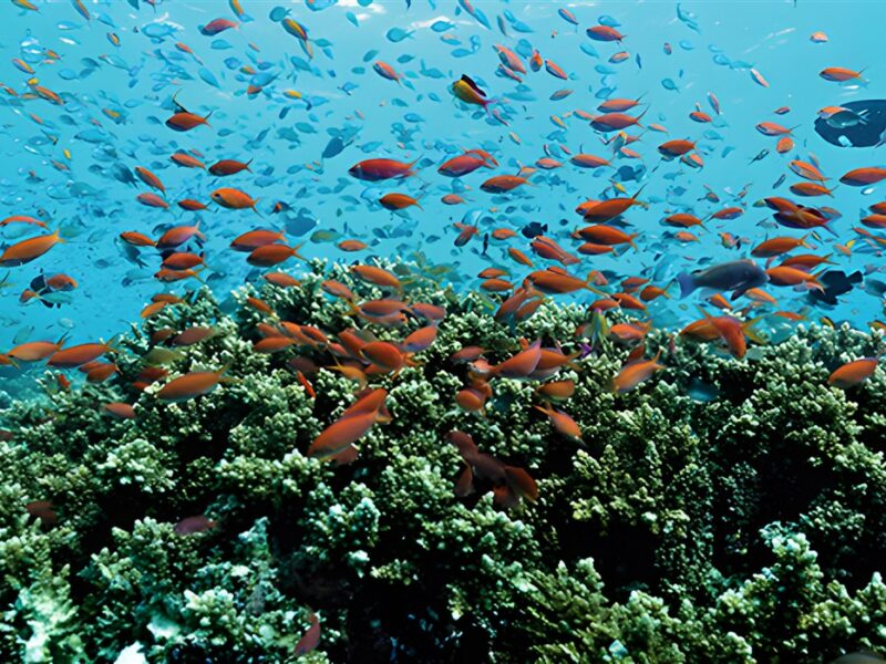 House reef