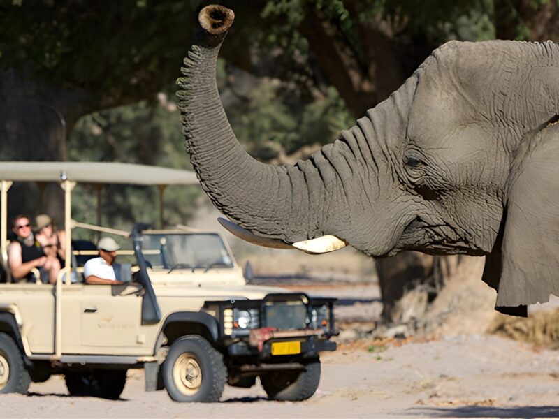 Game drive