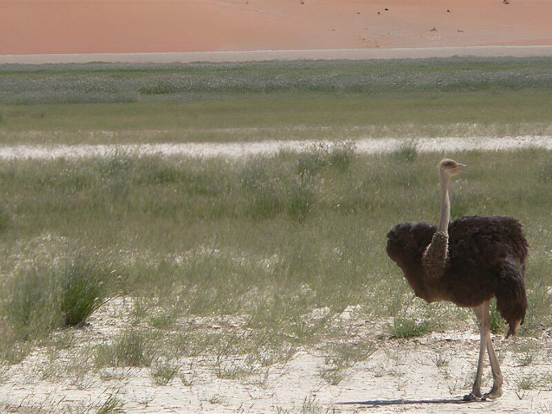 Ostrich