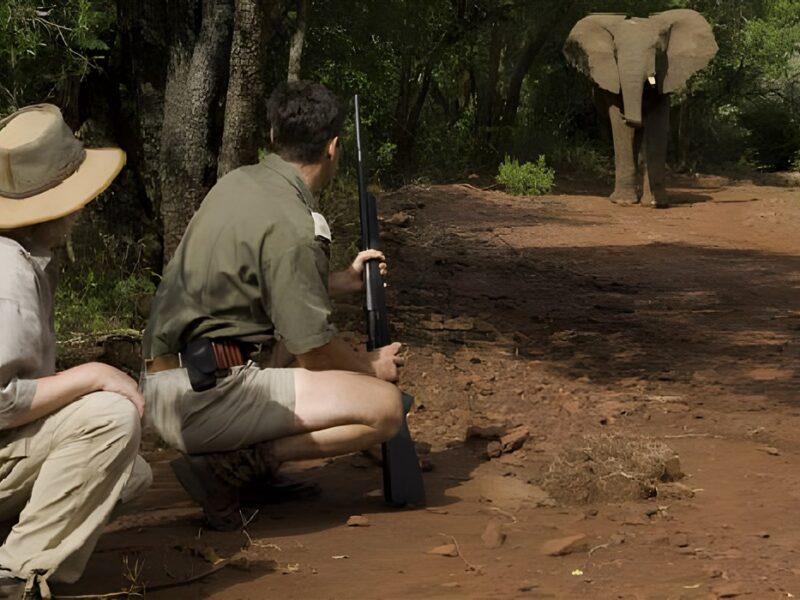 Walking safari