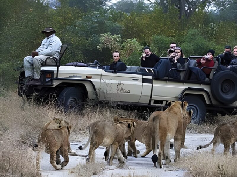 Game drive