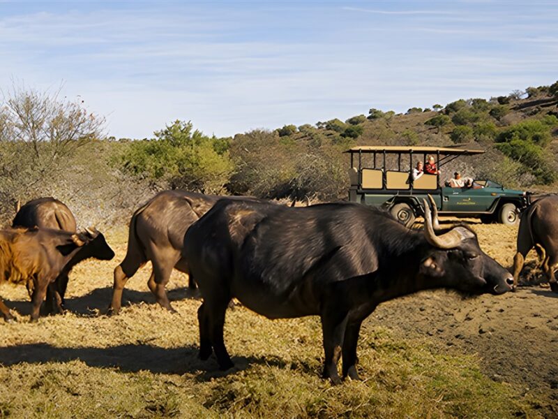 Game drive