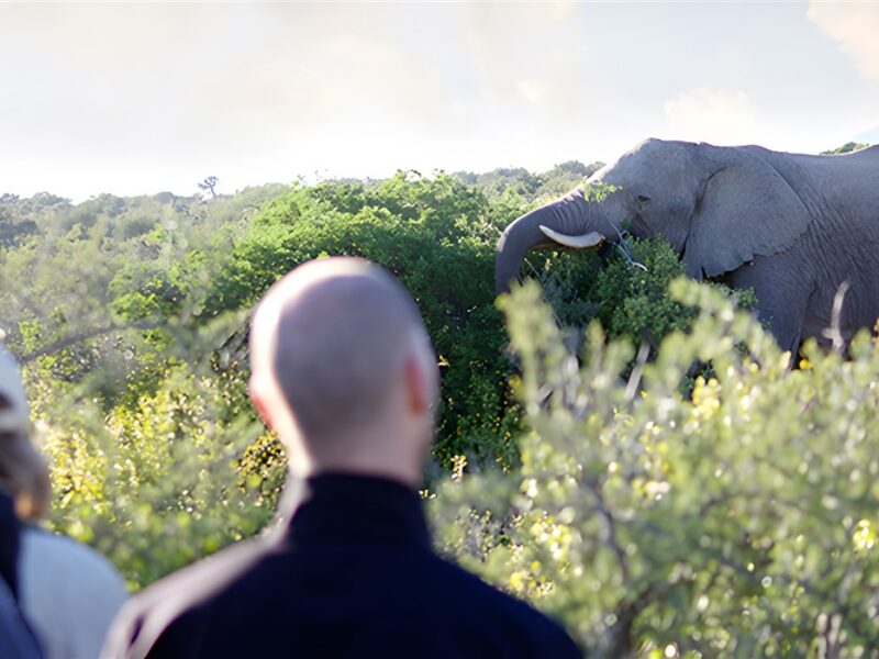 Elephant walk