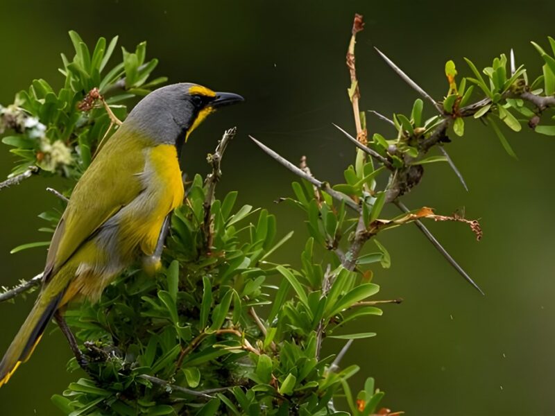 4 Birdlife
